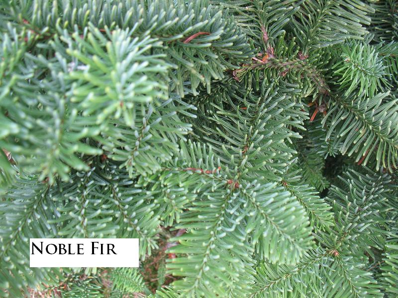 Pics and Phots of Evergreen Tips Balsam Fir, Fraser Fir, Douglas Fir